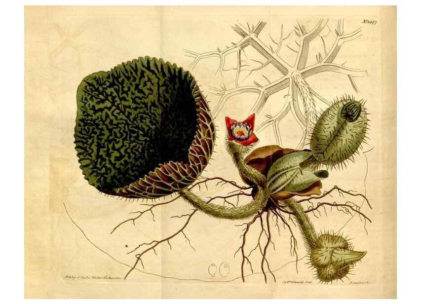 Reproducción/Reproduction 8246932031: Curtis's botanical magazine.. London ;New York [etc.] :Academic Press [etc.]