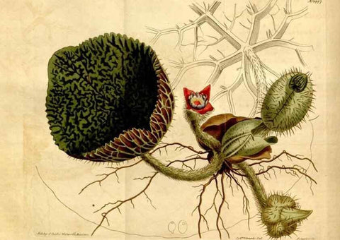 Reproducción/Reproduction 8246932031: Curtis's botanical magazine.. London ;New York [etc.] :Academic Press [etc.]