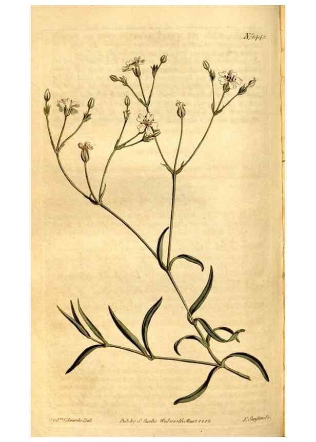 Reproducción/Reproduction 8248000656: Curtis's botanical magazine.. London ;New York [etc.] :Academic Press [etc.]