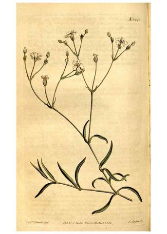 Reproducción/Reproduction 8248000656: Curtis's botanical magazine.. London ;New York [etc.] :Academic Press [etc.]