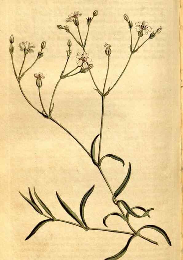 Reproducción/Reproduction 8248000656: Curtis's botanical magazine.. London ;New York [etc.] :Academic Press [etc.]