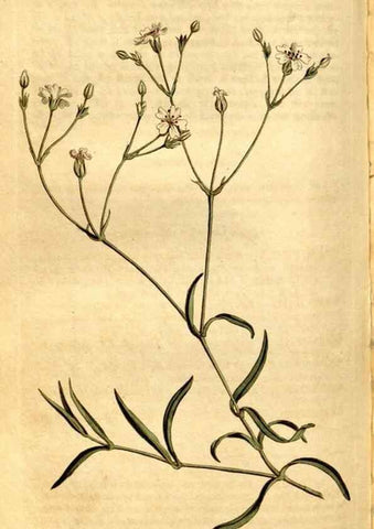 Reproducción/Reproduction 8248000656: Curtis's botanical magazine.. London ;New York [etc.] :Academic Press [etc.]