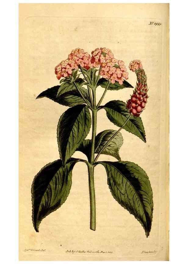 Reproducción/Reproduction 8248001236: Curtis's botanical magazine.. London ;New York [etc.] :Academic Press [etc.]
