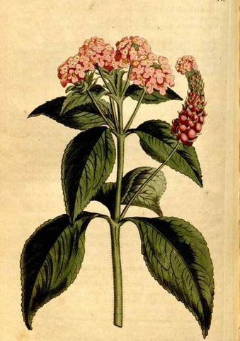 Reproducción/Reproduction 8248001236: Curtis's botanical magazine.. London ;New York [etc.] :Academic Press [etc.]