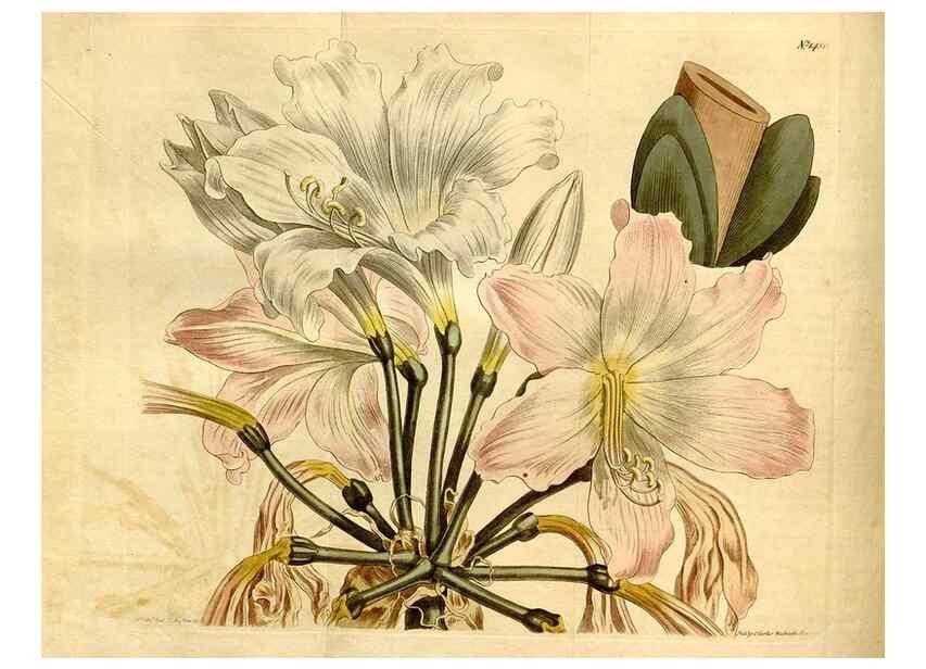 Reproducción/Reproduction 8248001650: Curtis's botanical magazine.. London ;New York [etc.] :Academic Press [etc.]