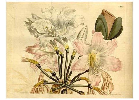Reproducción/Reproduction 8248001650: Curtis's botanical magazine.. London ;New York [etc.] :Academic Press [etc.]