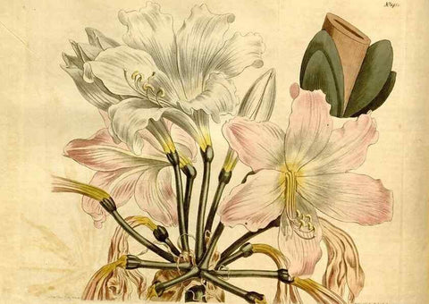 Reproducción/Reproduction 8248001650: Curtis's botanical magazine.. London ;New York [etc.] :Academic Press [etc.]