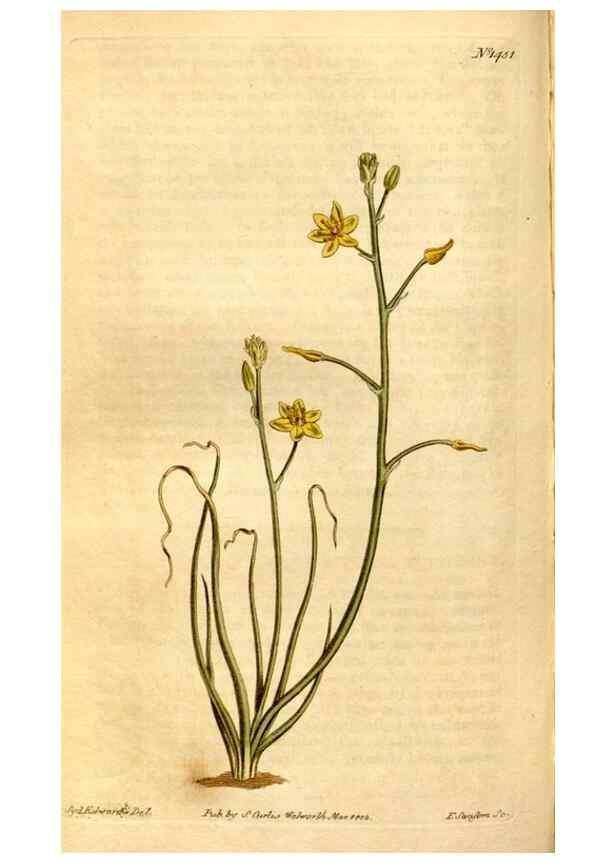 Reproducción/Reproduction 8246933937: Curtis's botanical magazine.. London ;New York [etc.] :Academic Press [etc.]