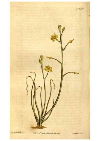 Reproducción/Reproduction 8246933937: Curtis's botanical magazine.. London ;New York [etc.] :Academic Press [etc.]