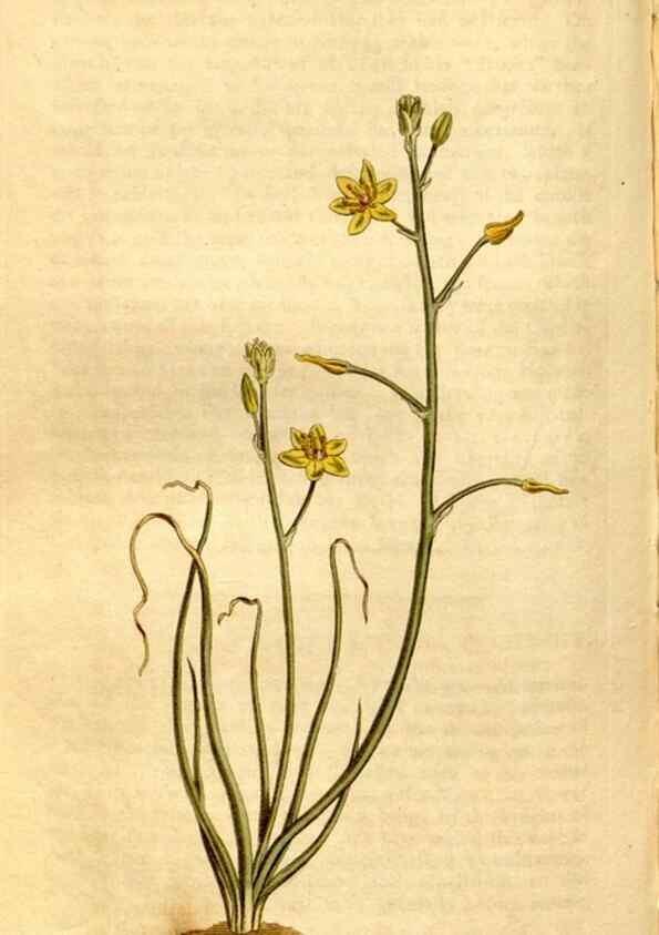 Reproducción/Reproduction 8246933937: Curtis's botanical magazine.. London ;New York [etc.] :Academic Press [etc.]
