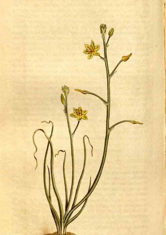 Reproducción/Reproduction 8246933937: Curtis's botanical magazine.. London ;New York [etc.] :Academic Press [etc.]