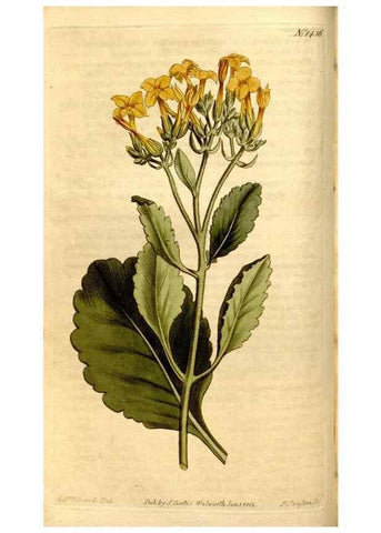 Reproducción/Reproduction 8246925329: Curtis's botanical magazine.. London ;New York [etc.] :Academic Press [etc.]