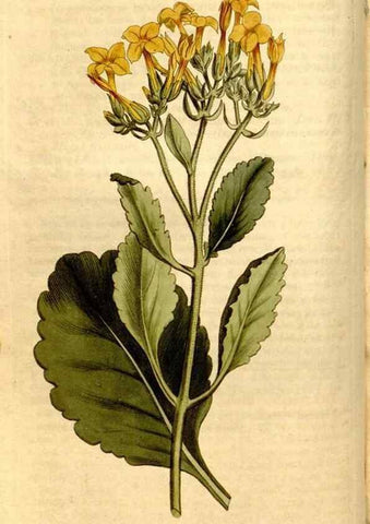Reproducción/Reproduction 8246925329: Curtis's botanical magazine.. London ;New York [etc.] :Academic Press [etc.]
