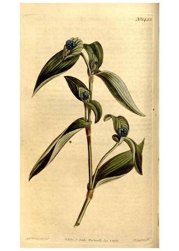 Reproducción/Reproduction 8246924717: Curtis's botanical magazine.. London ;New York [etc.] :Academic Press [etc.]