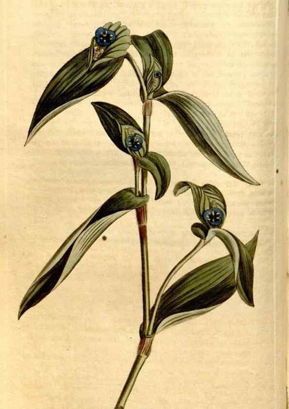 Reproducción/Reproduction 8246924717: Curtis's botanical magazine.. London ;New York [etc.] :Academic Press [etc.]