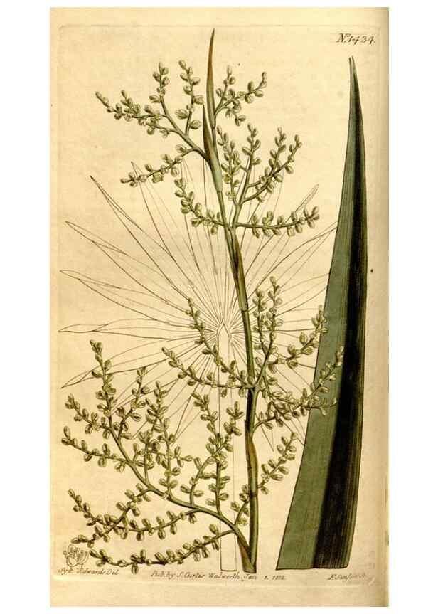 Reproducción/Reproduction 8247992388: Curtis's botanical magazine.. London ;New York [etc.] :Academic Press [etc.]