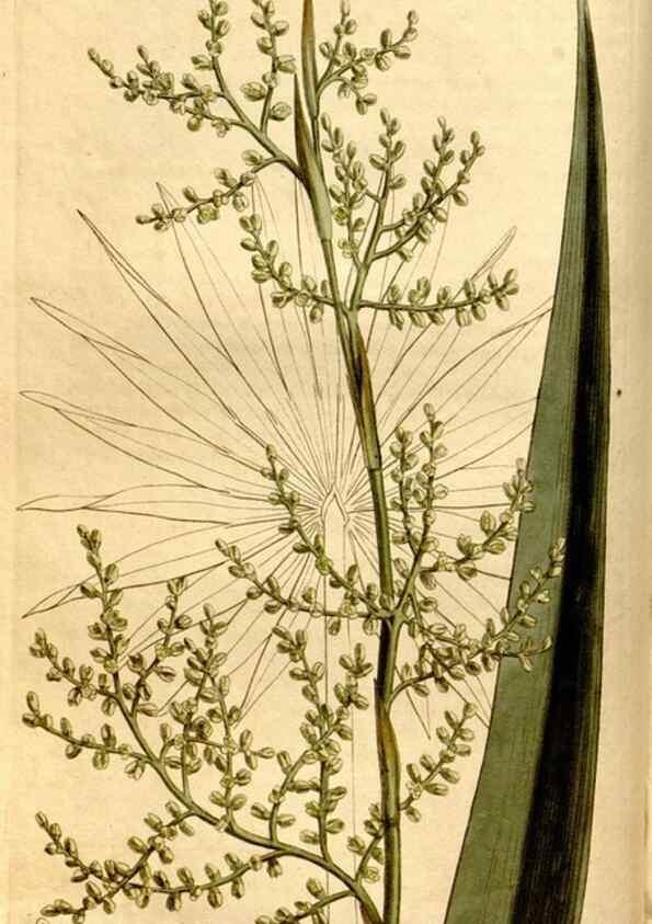 Reproducción/Reproduction 8247992388: Curtis's botanical magazine.. London ;New York [etc.] :Academic Press [etc.]