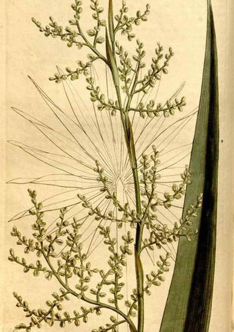 Reproducción/Reproduction 8247992388: Curtis's botanical magazine.. London ;New York [etc.] :Academic Press [etc.]