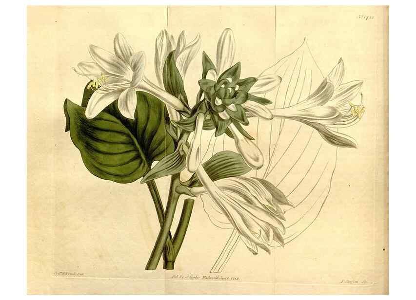 Reproducción/Reproduction 8246923505: Curtis's botanical magazine.. London ;New York [etc.] :Academic Press [etc.]