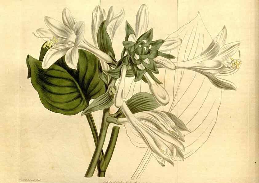 Reproducción/Reproduction 8246923505: Curtis's botanical magazine.. London ;New York [etc.] :Academic Press [etc.]