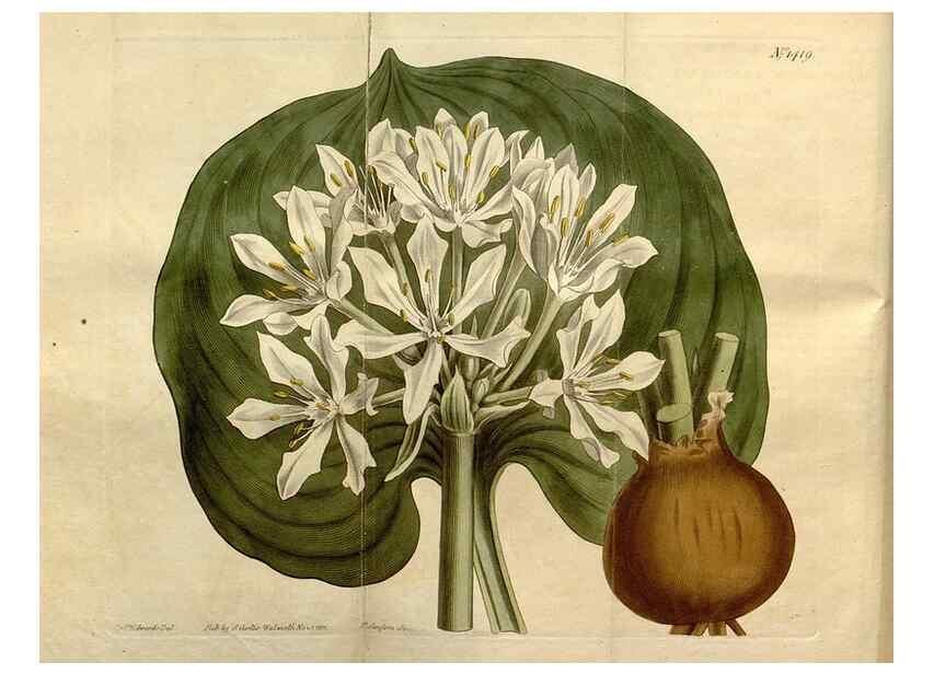 Reproducción/Reproduction 8246914129: Curtis's botanical magazine.. London ;New York [etc.] :Academic Press [etc.]