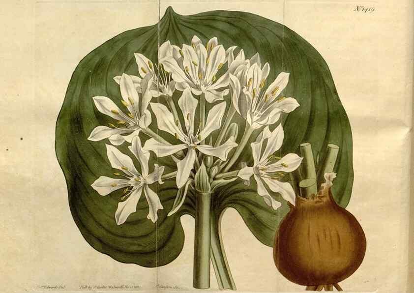 Reproducción/Reproduction 8246914129: Curtis's botanical magazine.. London ;New York [etc.] :Academic Press [etc.]