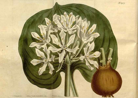Reproducción/Reproduction 8246914129: Curtis's botanical magazine.. London ;New York [etc.] :Academic Press [etc.]