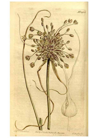 Reproducción/Reproduction 8246915047: Curtis's botanical magazine.. London ;New York [etc.] :Academic Press [etc.]