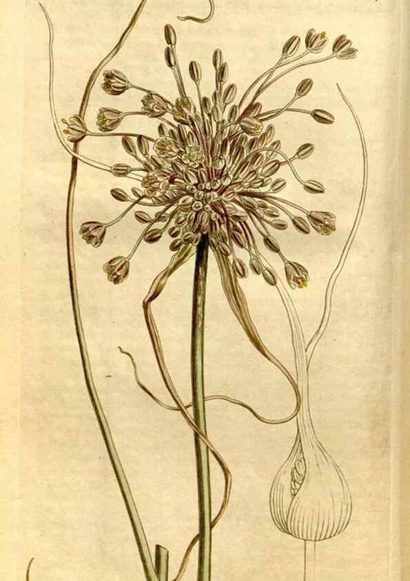 Reproducción/Reproduction 8246915047: Curtis's botanical magazine.. London ;New York [etc.] :Academic Press [etc.]