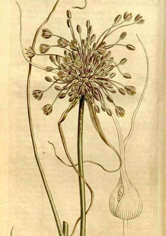 Reproducción/Reproduction 8246915047: Curtis's botanical magazine.. London ;New York [etc.] :Academic Press [etc.]