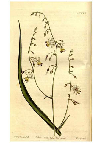 Reproducción/Reproduction 8247983692: Curtis's botanical magazine.. London ;New York [etc.] :Academic Press [etc.]