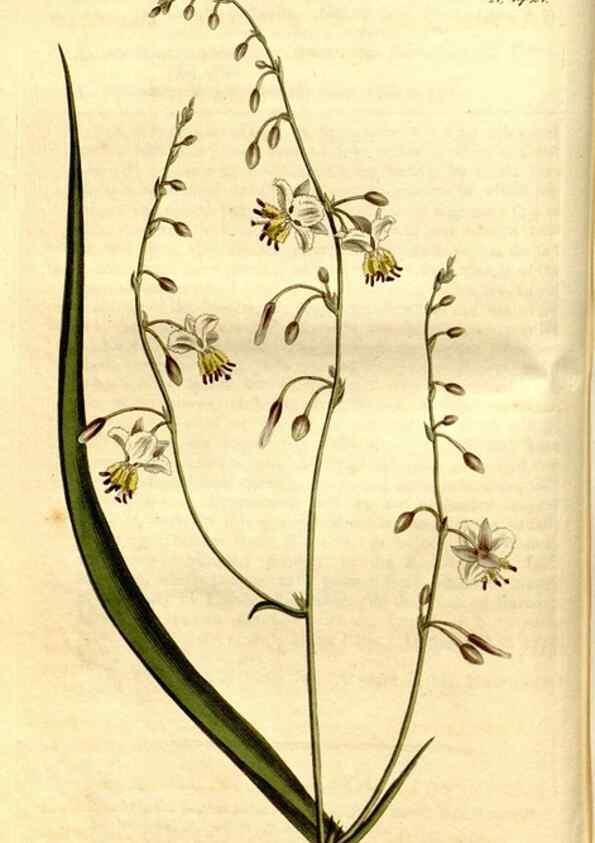 Reproducción/Reproduction 8247983692: Curtis's botanical magazine.. London ;New York [etc.] :Academic Press [etc.]