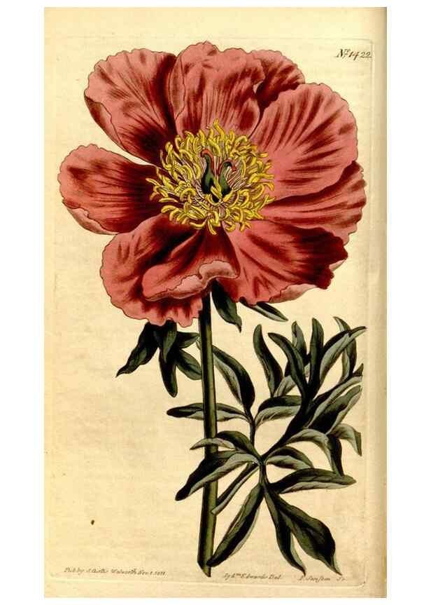 Reproducción/Reproduction 8247984502: Curtis's botanical magazine.. London ;New York [etc.] :Academic Press [etc.]
