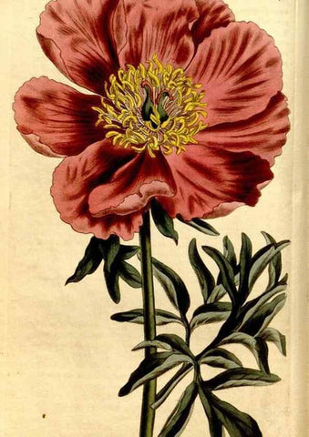 Reproducción/Reproduction 8247984502: Curtis's botanical magazine.. London ;New York [etc.] :Academic Press [etc.]