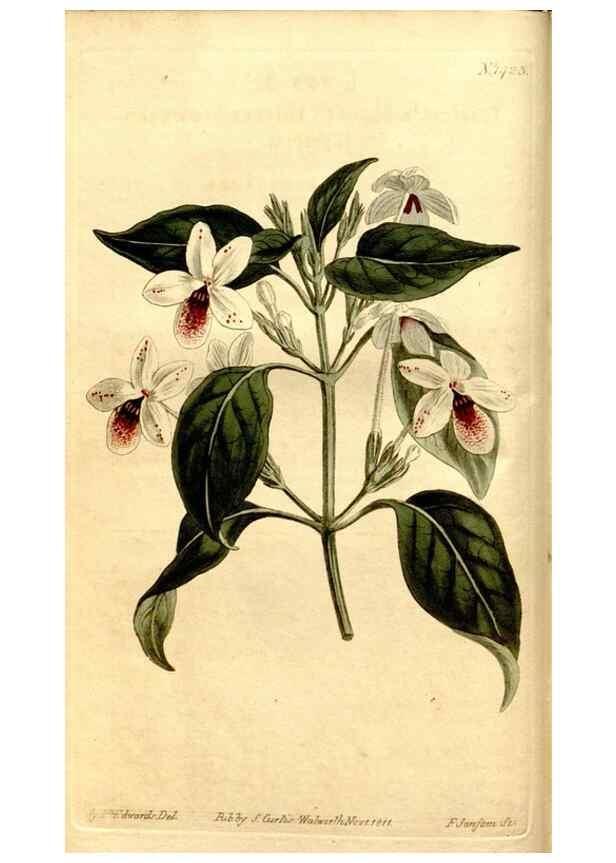 Reproducción/Reproduction 8247985298: Curtis's botanical magazine.. London ;New York [etc.] :Academic Press [etc.]