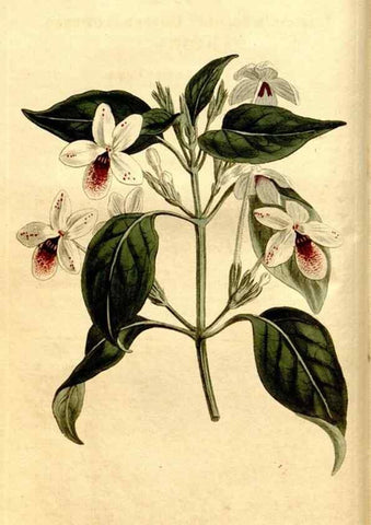 Reproducción/Reproduction 8247985298: Curtis's botanical magazine.. London ;New York [etc.] :Academic Press [etc.]