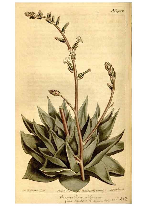 Reproducción/Reproduction 8246934575: Curtis's botanical magazine.. London ;New York [etc.] :Academic Press [etc.]