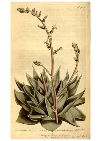 Reproducción/Reproduction 8246934575: Curtis's botanical magazine.. London ;New York [etc.] :Academic Press [etc.]