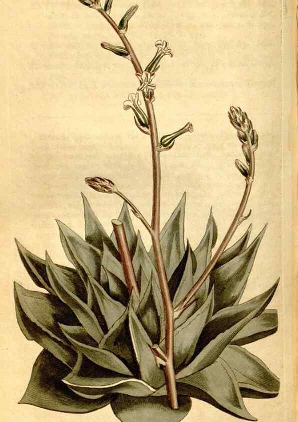 Reproducción/Reproduction 8246934575: Curtis's botanical magazine.. London ;New York [etc.] :Academic Press [etc.]