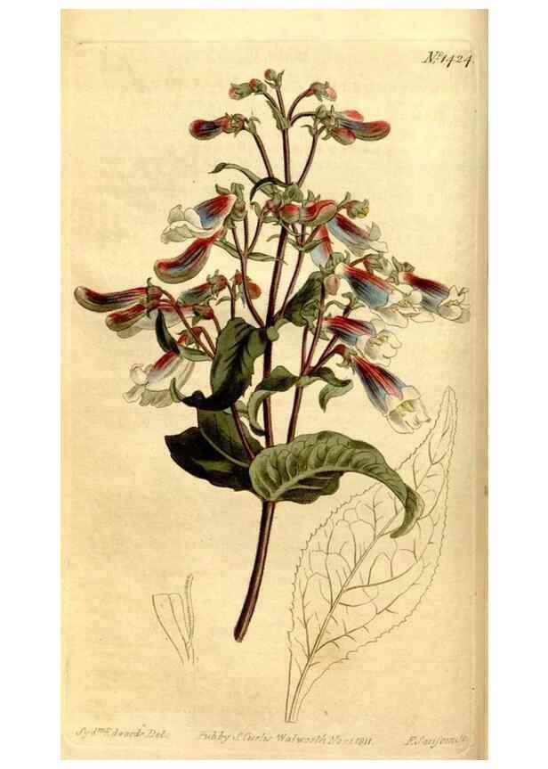Reproducción/Reproduction 8247986000: Curtis's botanical magazine.. London ;New York [etc.] :Academic Press [etc.]