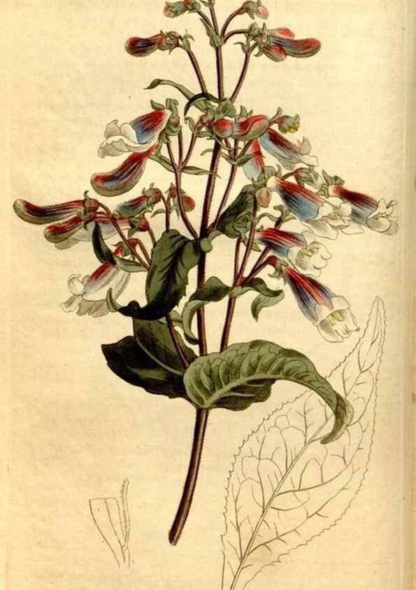 Reproducción/Reproduction 8247986000: Curtis's botanical magazine.. London ;New York [etc.] :Academic Press [etc.]