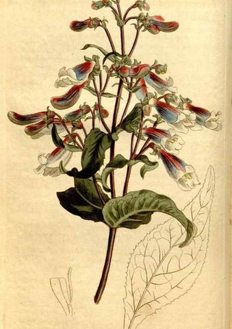 Reproducción/Reproduction 8247986000: Curtis's botanical magazine.. London ;New York [etc.] :Academic Press [etc.]