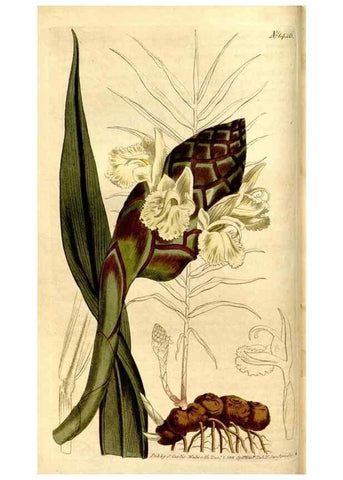 Reproducción/Reproduction 8246919493: Curtis's botanical magazine.. London ;New York [etc.] :Academic Press [etc.]