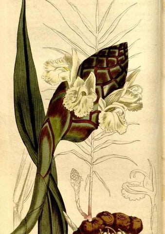 Reproducción/Reproduction 8246919493: Curtis's botanical magazine.. London ;New York [etc.] :Academic Press [etc.]