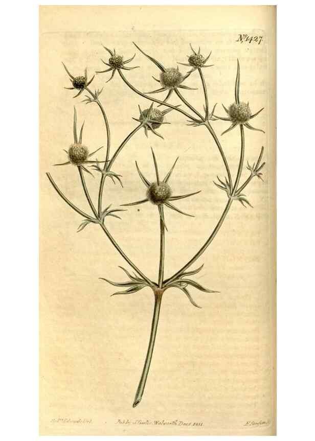Reproducción/Reproduction 8247988204: Curtis's botanical magazine.. London ;New York [etc.] :Academic Press [etc.]