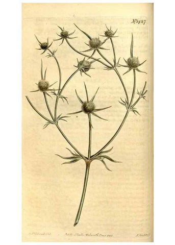 Reproducción/Reproduction 8247988204: Curtis's botanical magazine.. London ;New York [etc.] :Academic Press [etc.]
