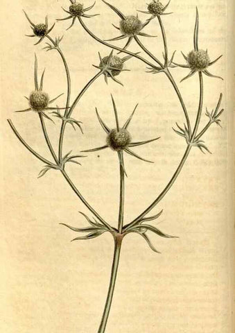 Reproducción/Reproduction 8247988204: Curtis's botanical magazine.. London ;New York [etc.] :Academic Press [etc.]