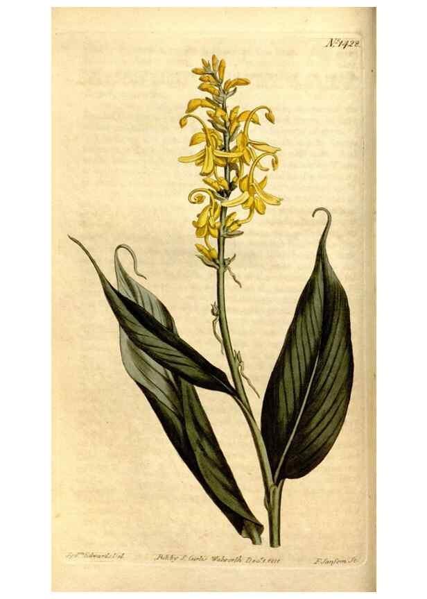 Reproducción/Reproduction 8247988938: Curtis's botanical magazine.. London ;New York [etc.] :Academic Press [etc.]