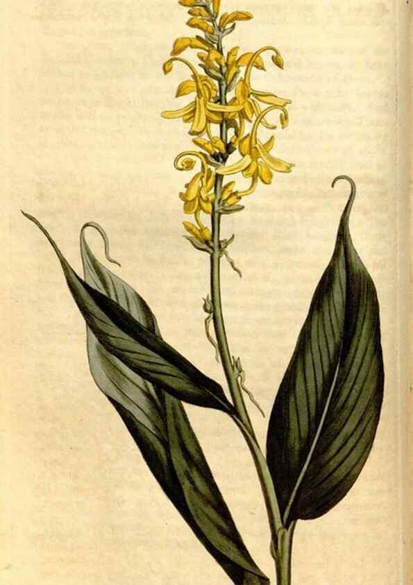 Reproducción/Reproduction 8247988938: Curtis's botanical magazine.. London ;New York [etc.] :Academic Press [etc.]