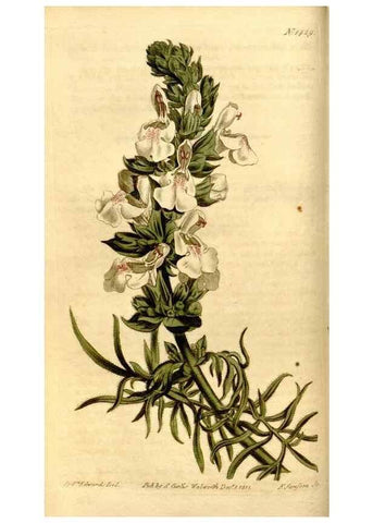 Reproducción/Reproduction 8247989586: Curtis's botanical magazine.. London ;New York [etc.] :Academic Press [etc.]